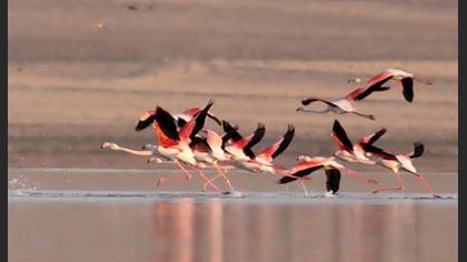 Flamingo