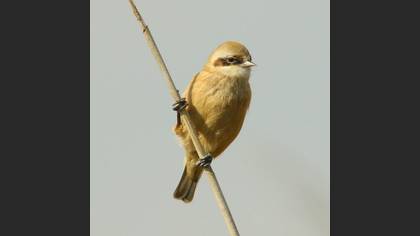 Çulhakuşu