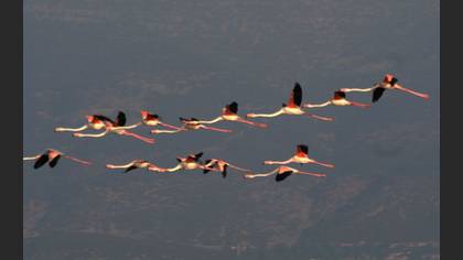 Flamingo