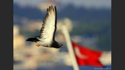 Tanımsız