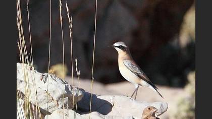 Tanımsız