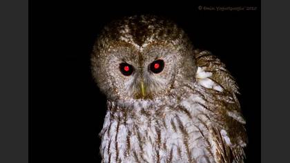 Alaca Baykuş