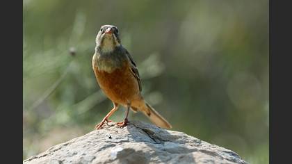 Kirazkuşu