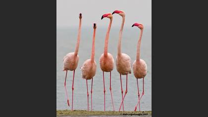 Flamingo
