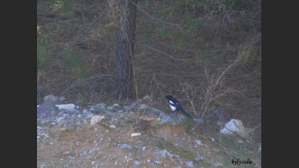 Saksağan