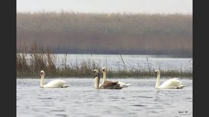 Kuğu