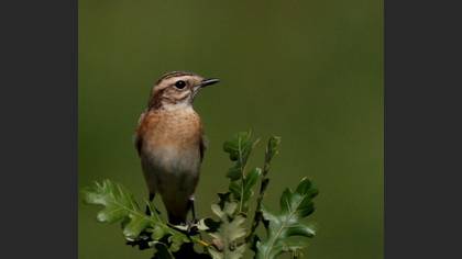 Çayır Taşkuşu