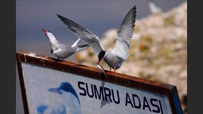 Tanımsız