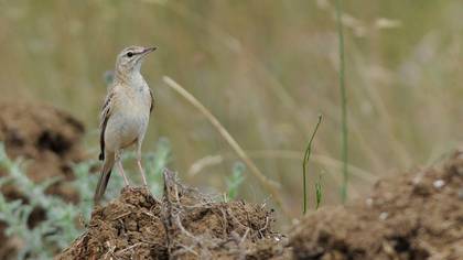 Tanımsız
