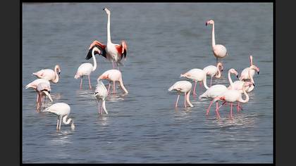 Flamingo
