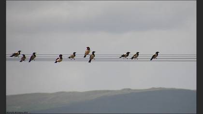 Alasığırcık