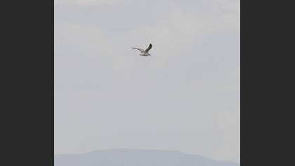 Tanımsız