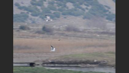 Tanımsız