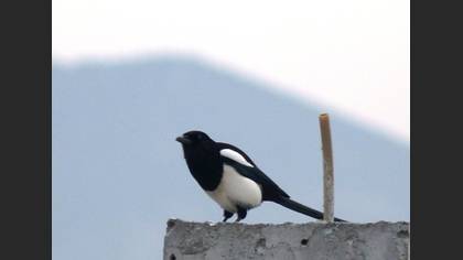 Saksağan