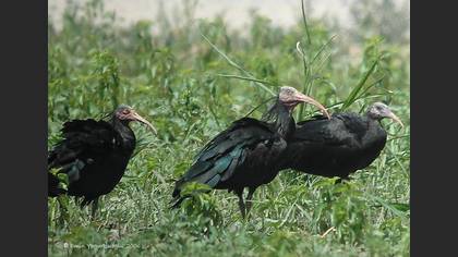 Kelaynak