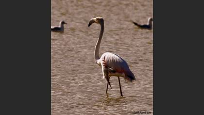 Flamingo