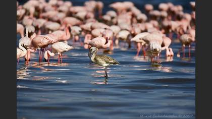 Küçük Flamingo