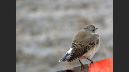 Kuyrukkakan
