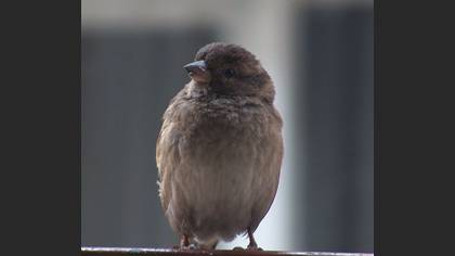 Tanımsız