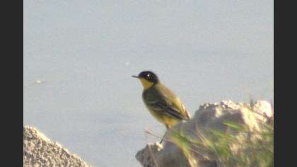Sarı Kuyruksallayan