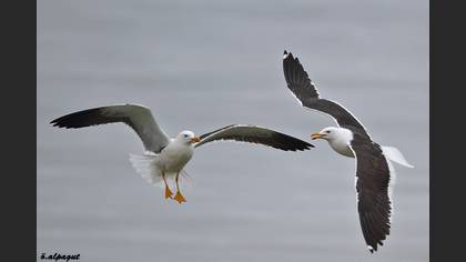 Karasırtlı Martı