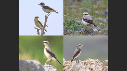 Tanımsız