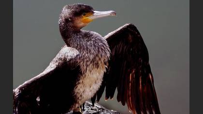 Karabatak