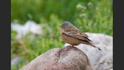 Kızıl Kirazkuşu