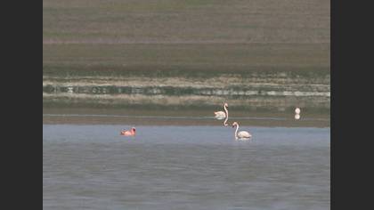 Küçük Flamingo