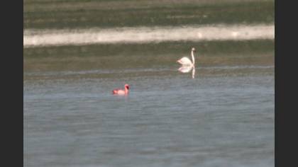 Küçük Flamingo