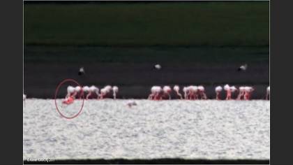Küçük Flamingo