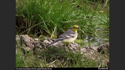 Sarıbaşlı Kuyruksallayan