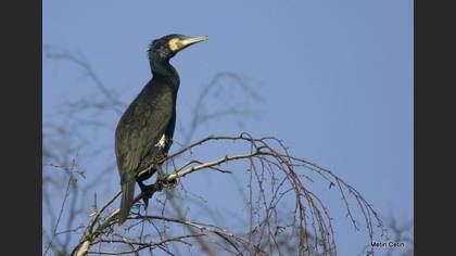 Karabatak
