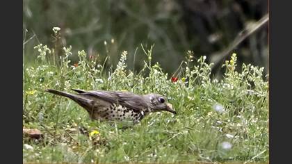 Ökse Ardıcı