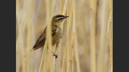 Tanımsız