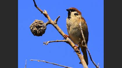 Ağaç Serçesi