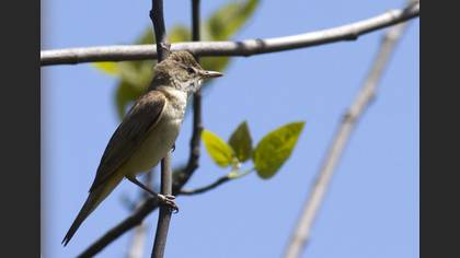 Tanımsız
