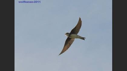 Kum Kırlangıcı