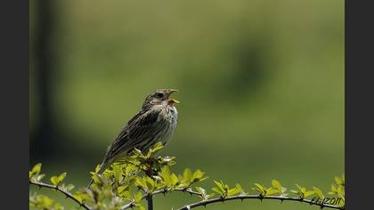 Tarla Kirazkuşu