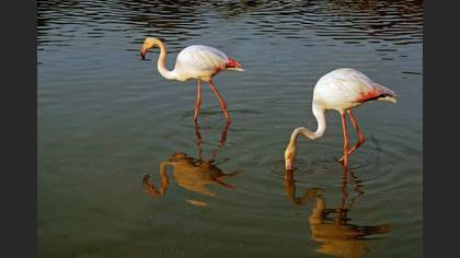 Flamingo
