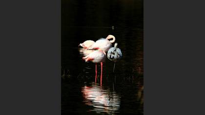 Flamingo
