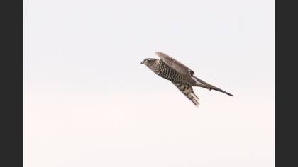 Atmaca