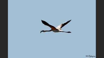 Flamingo