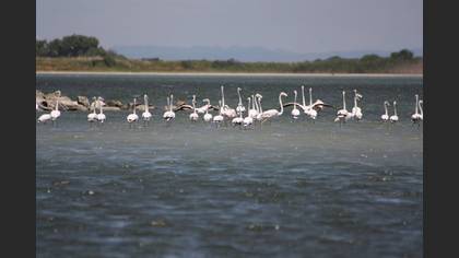 Flamingo