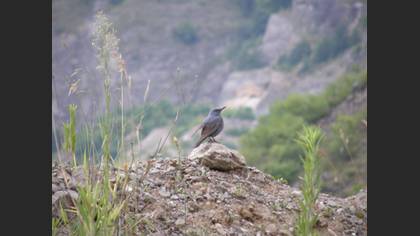 Tanımsız