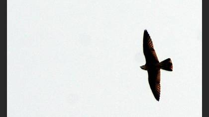 Tanımsız