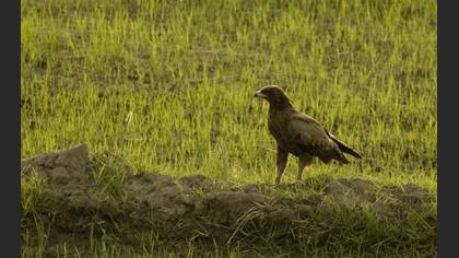 Küçük Orman Kartalı
