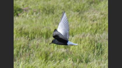 Akkanatlı Sumru