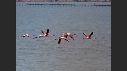 Flamingo