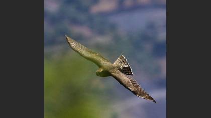 Tanımsız